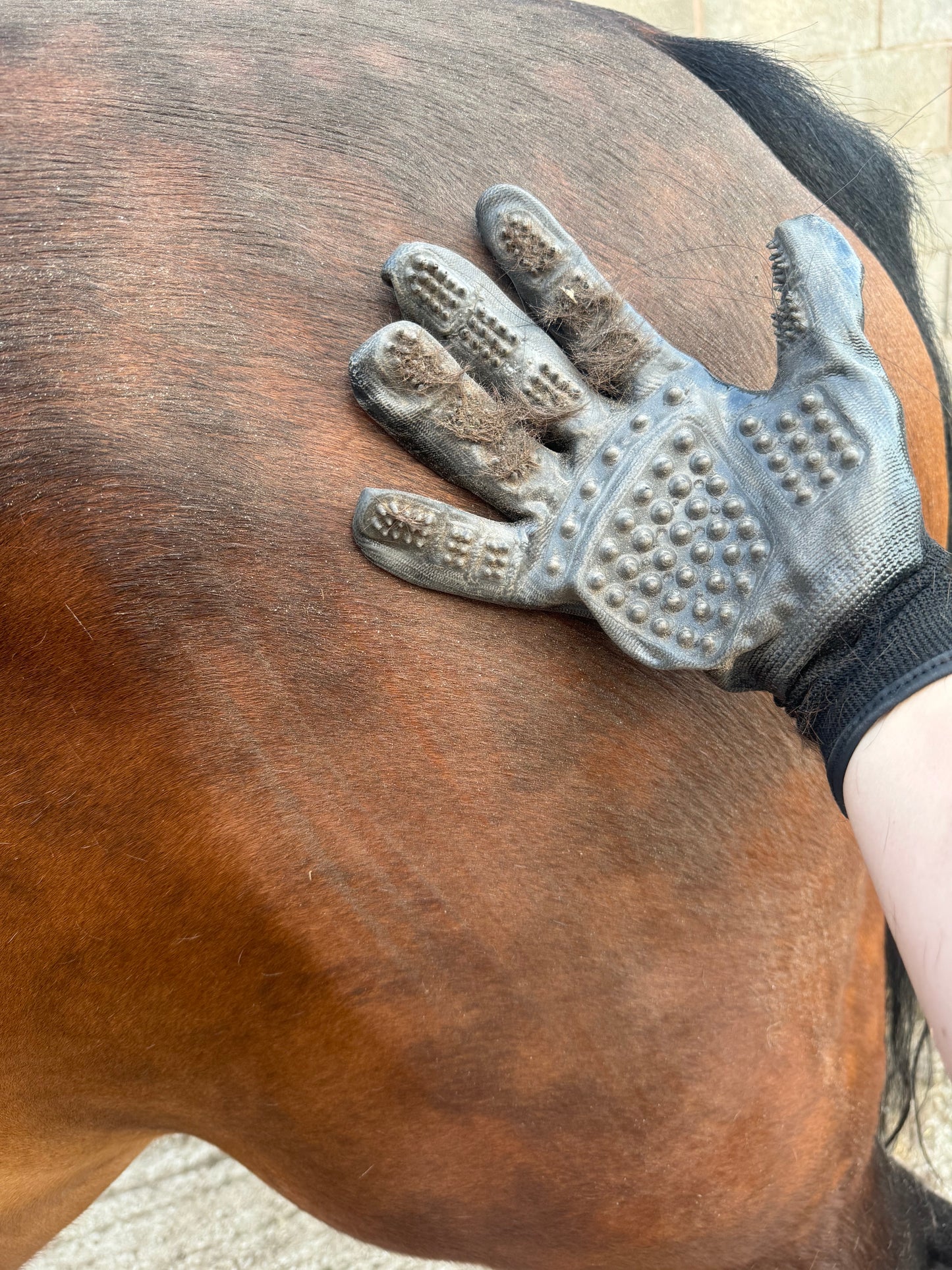 Grooming Gloves