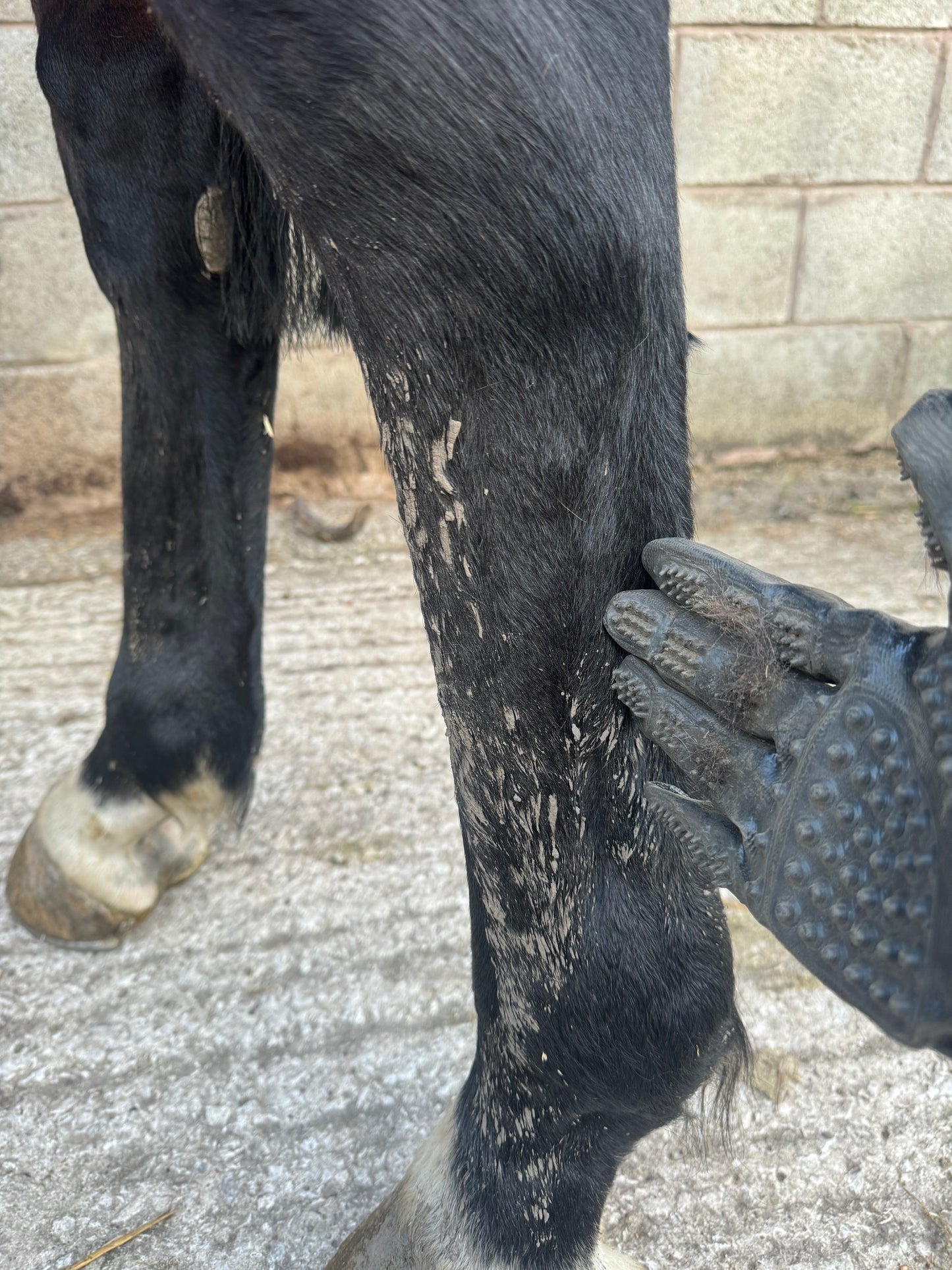 Grooming Gloves