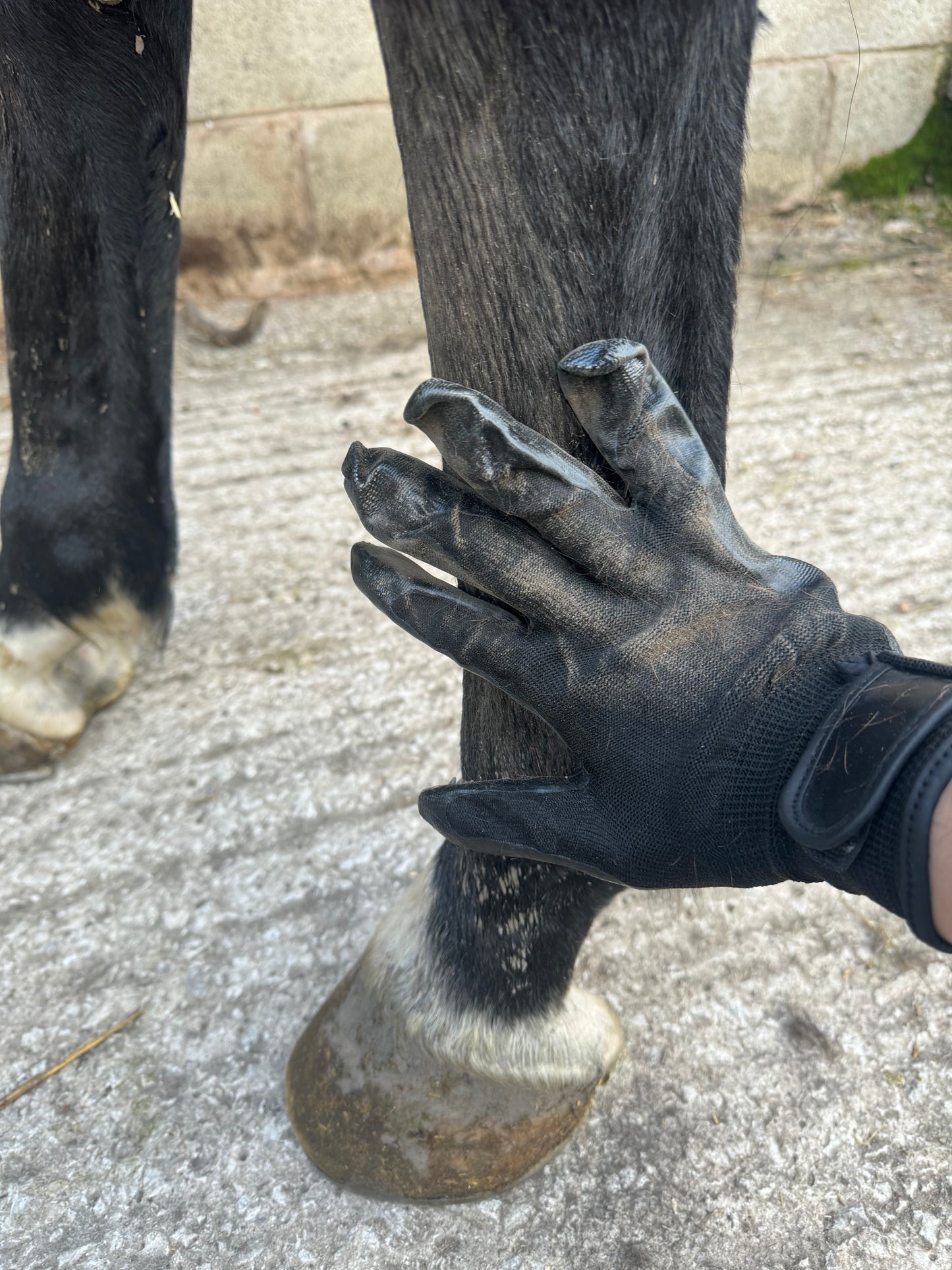 Grooming Gloves