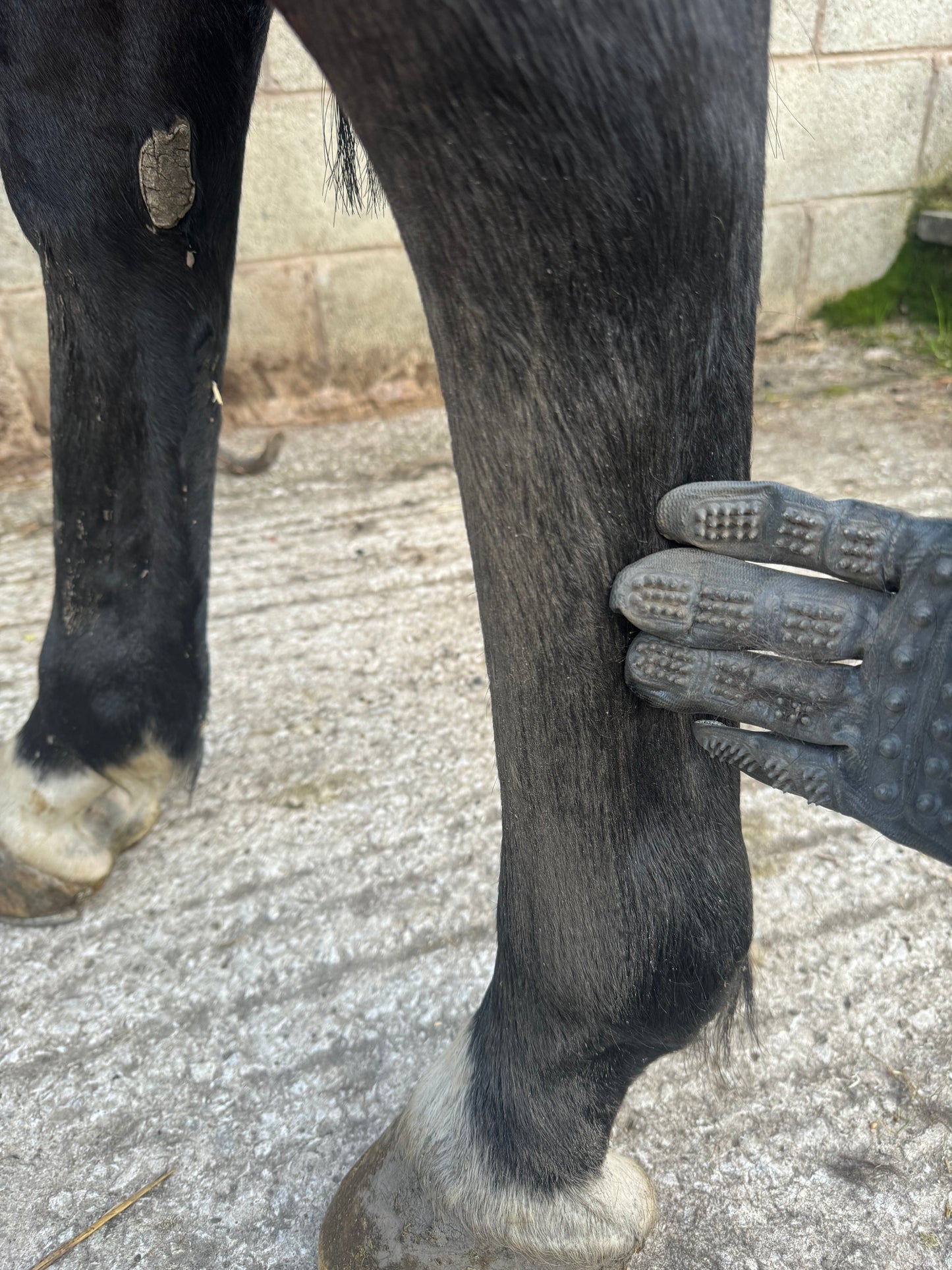 Grooming Gloves