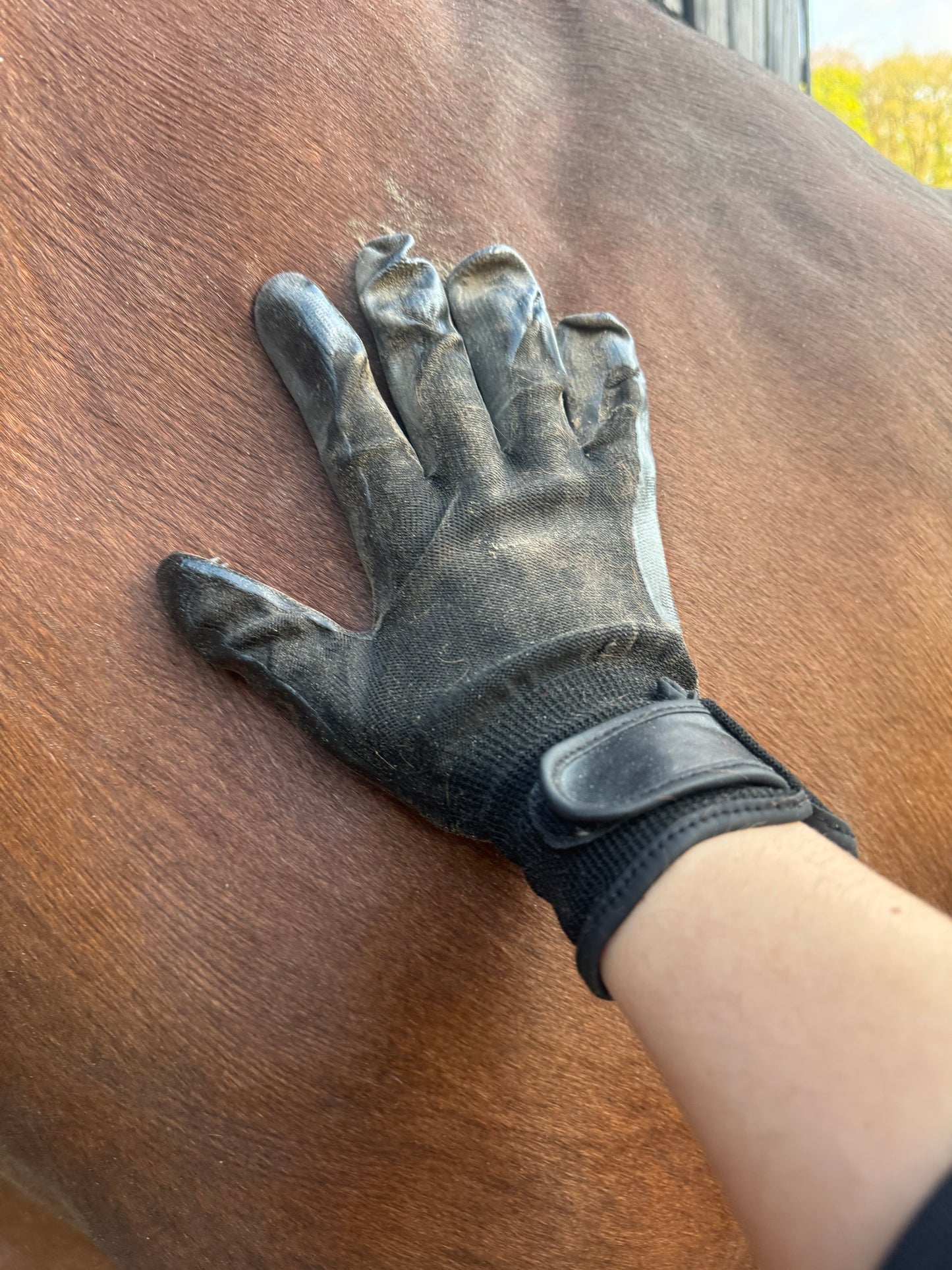Grooming Gloves