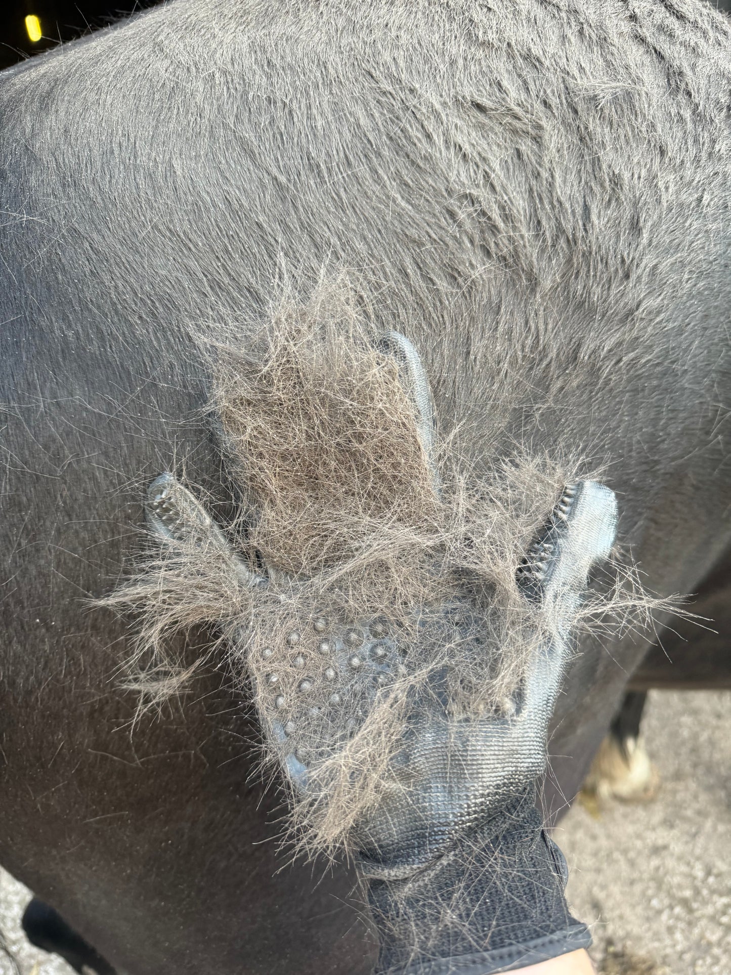 Grooming Gloves
