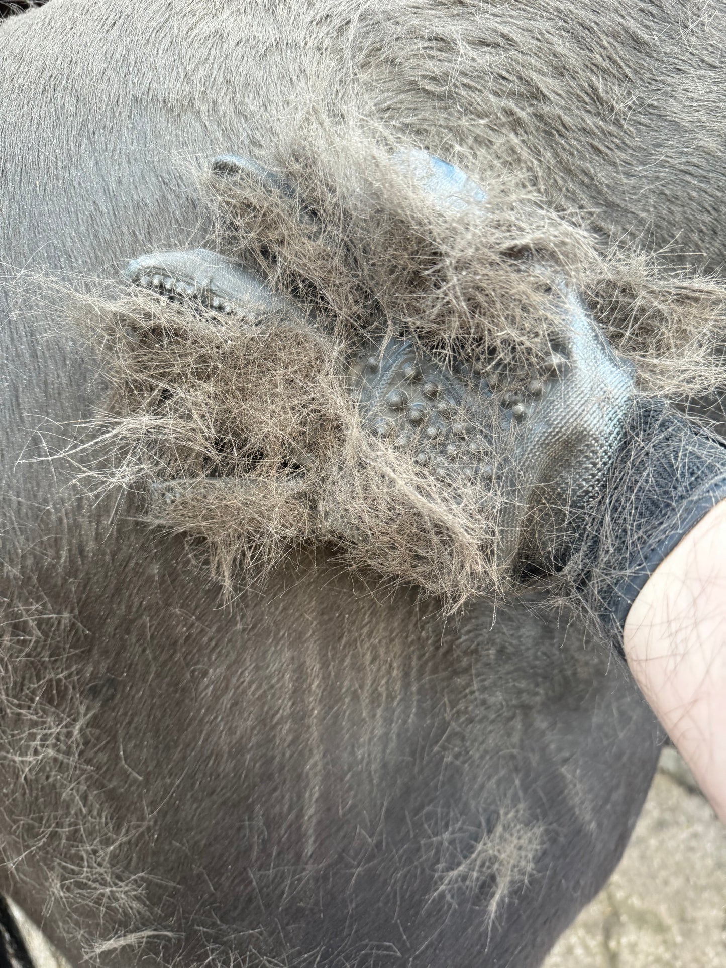 Grooming Gloves