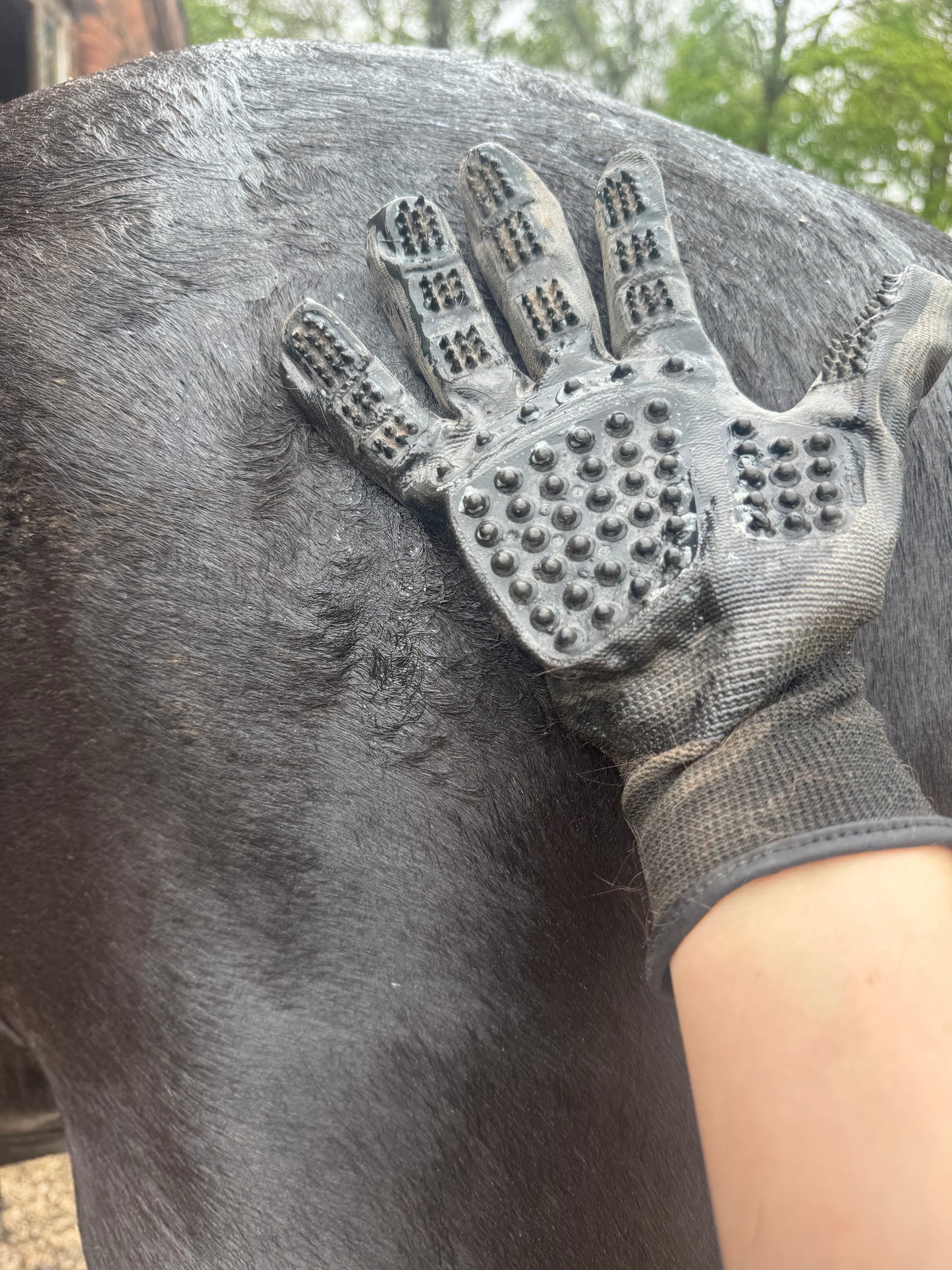 Grooming Gloves