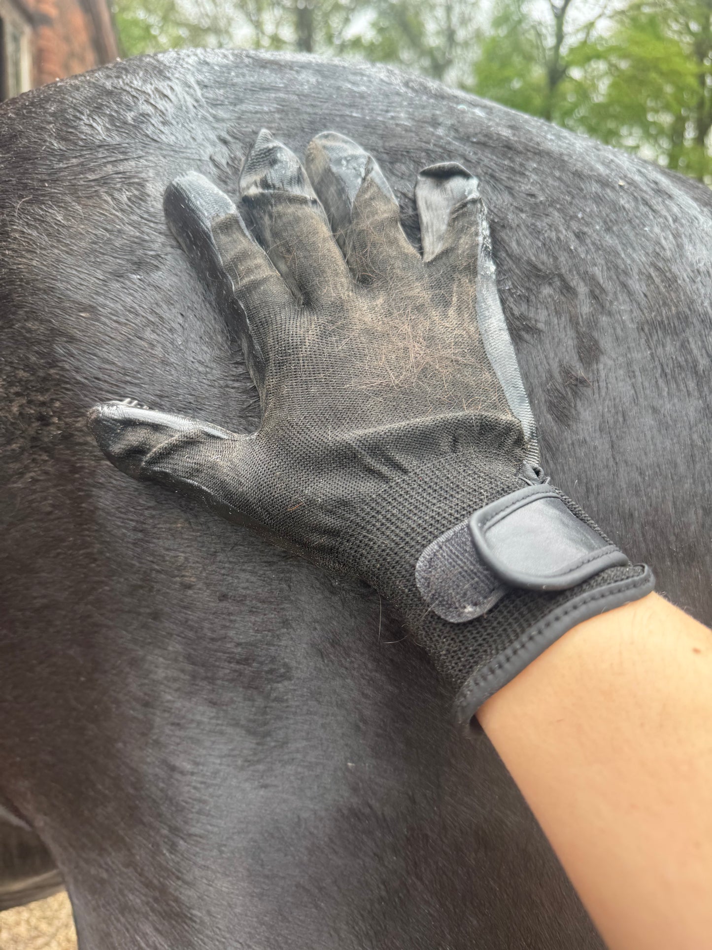 Grooming Gloves