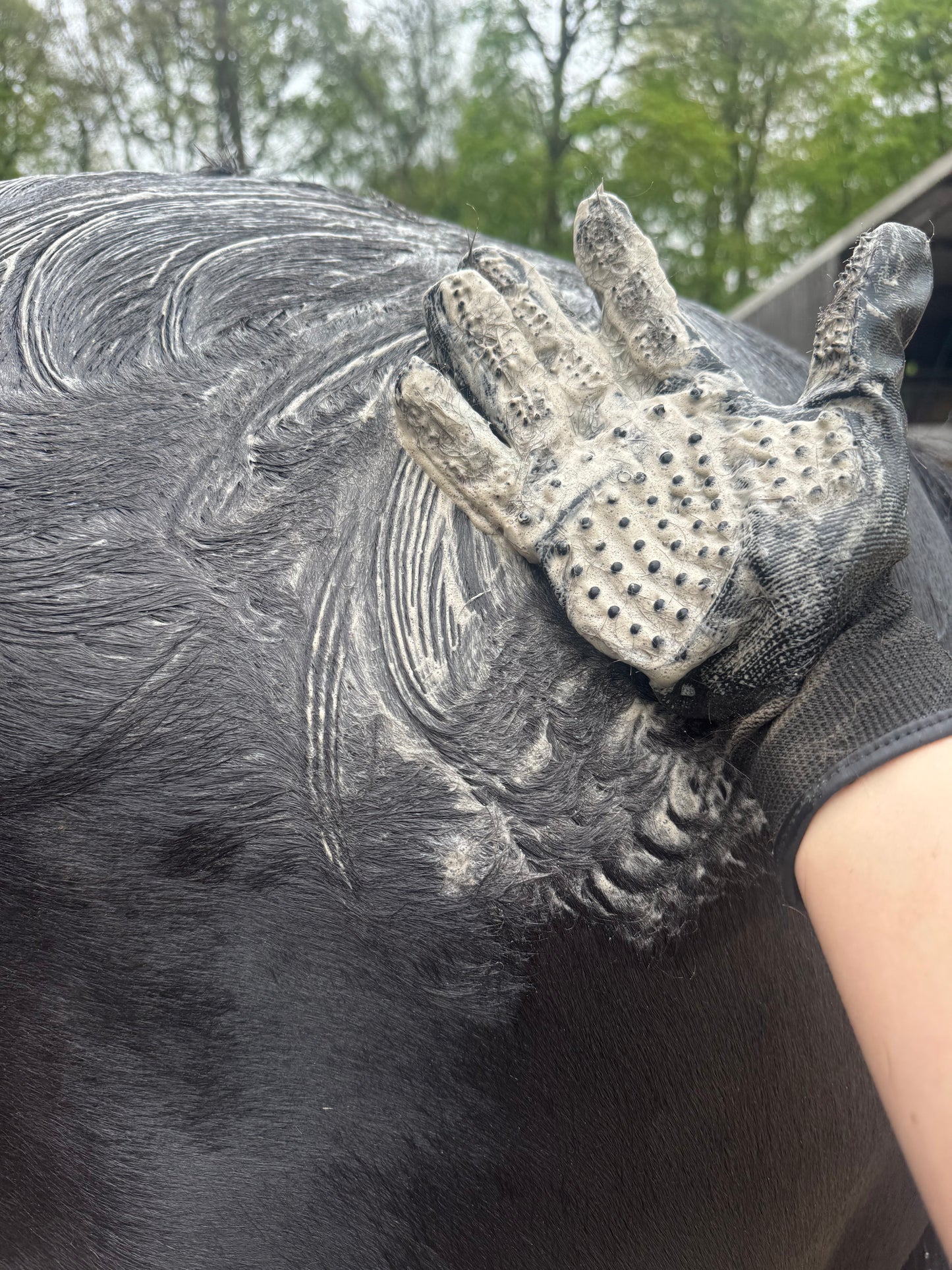 Grooming Gloves