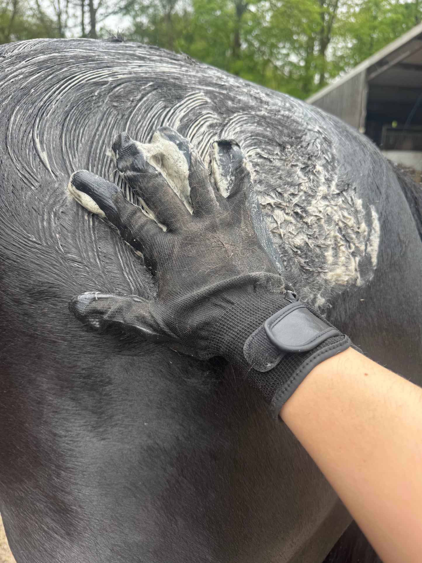 Grooming Gloves