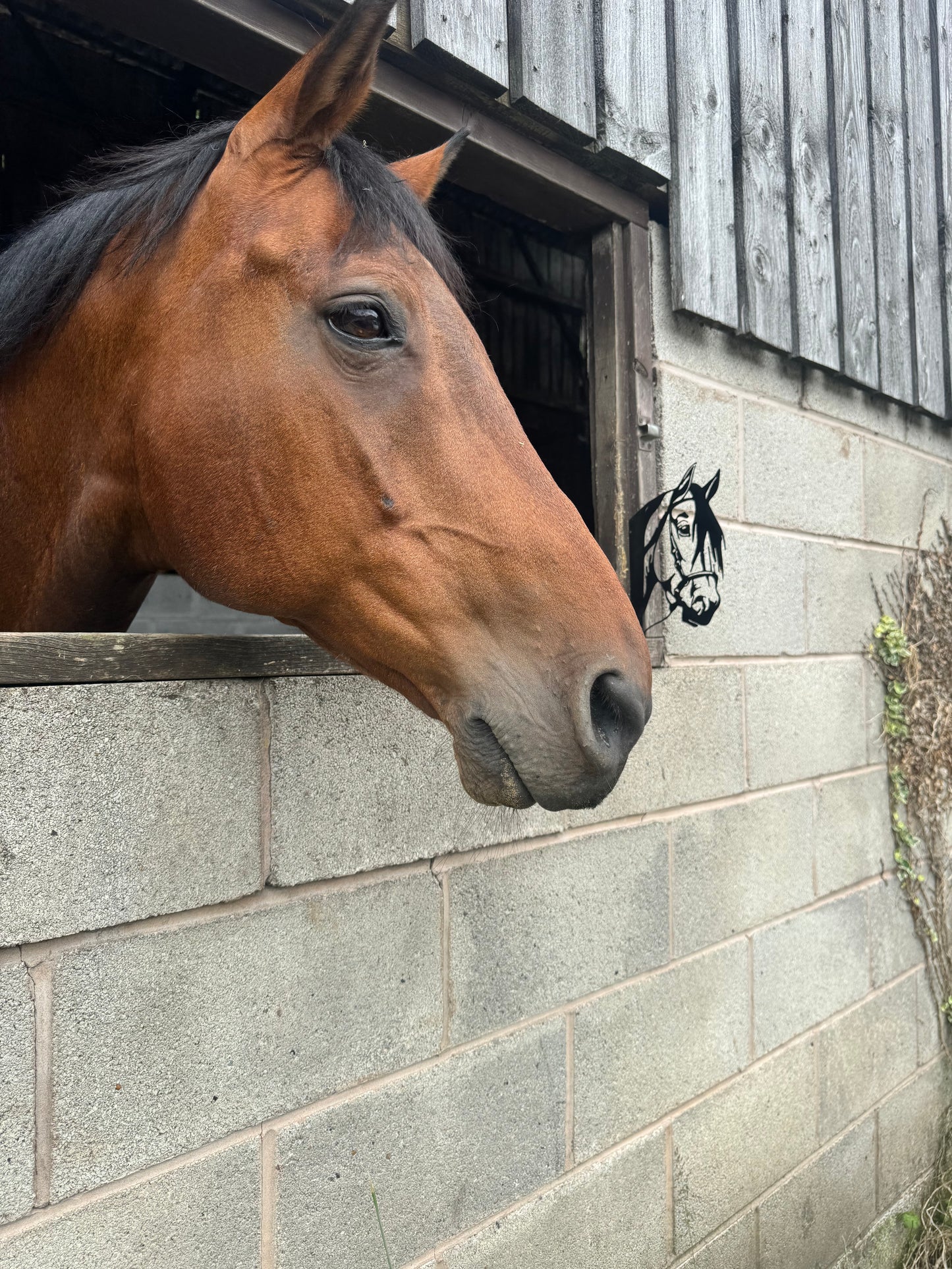 Black Metal Horse Head Peekaboo Sign