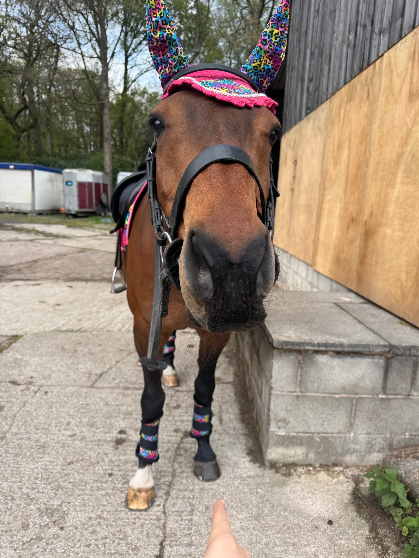 Black&Bay Leopard Print Rainbow Saddle Pad Set