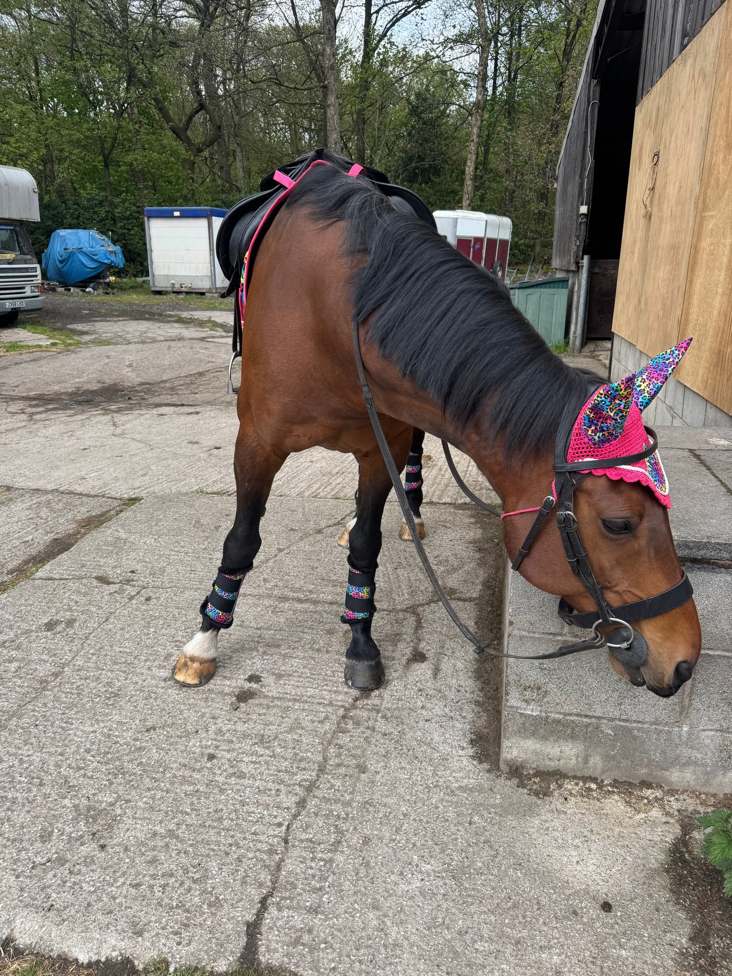 Black&Bay Leopard Print Rainbow Saddle Pad Set